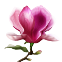 florist on-line Grampian, delivery same day flowers